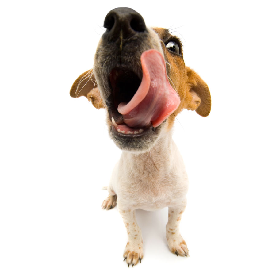 Pet Dental Care